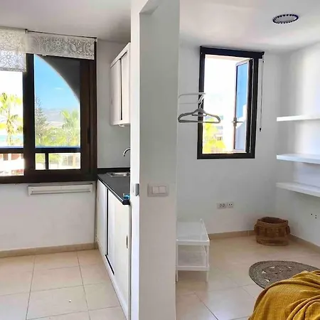 Palm Trees - Americas